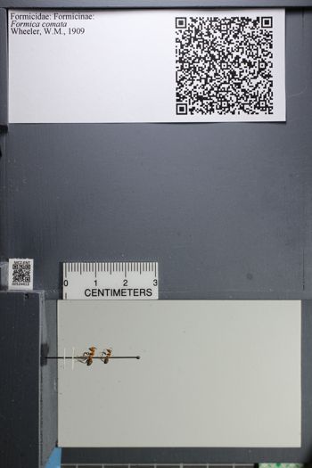 Media type: image;   Entomology 524413